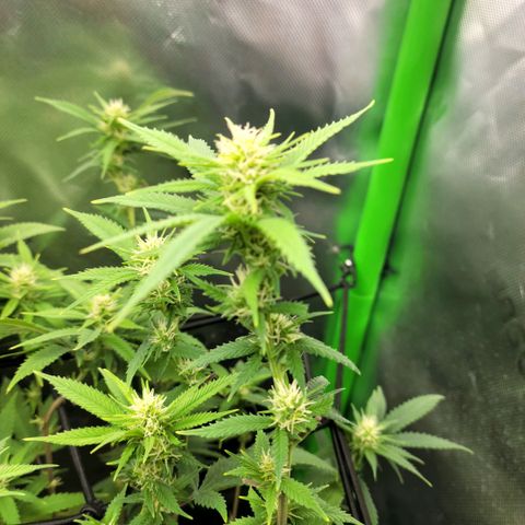 Platinum Cake growlog timeline photo