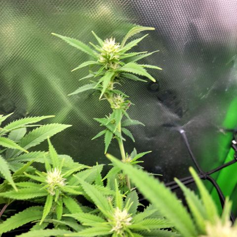 Platinum Cake growlog timeline photo