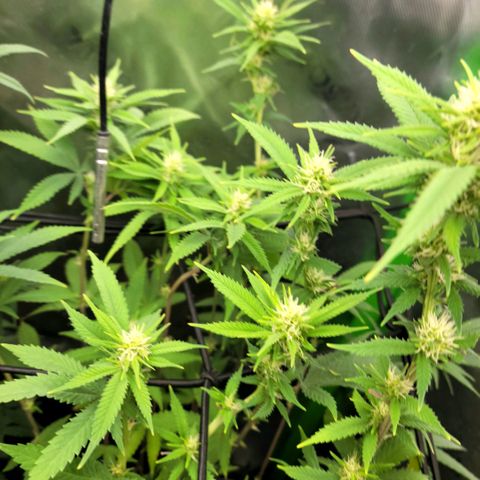 Platinum Cake growlog timeline photo