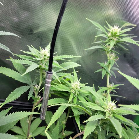 Platinum Cake growlog timeline photo