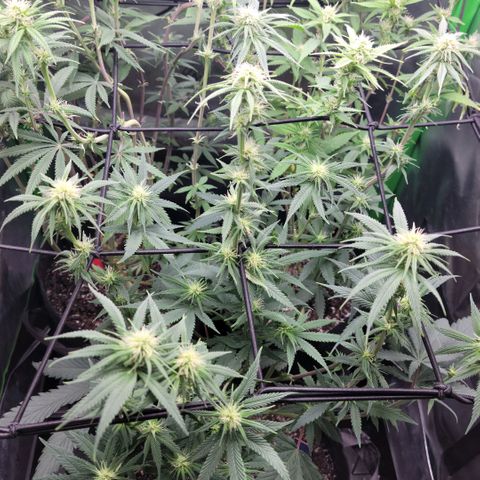 Northern Lights 1 and 2 growlog timeline photo