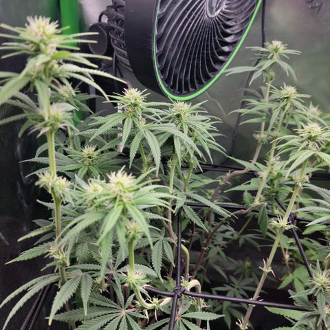 Northern Lights 1 and 2 growlog timeline photo