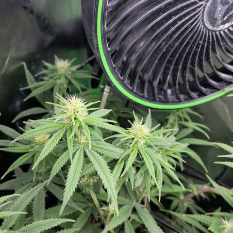 Northern Lights 1 and 2 growlog timeline photo