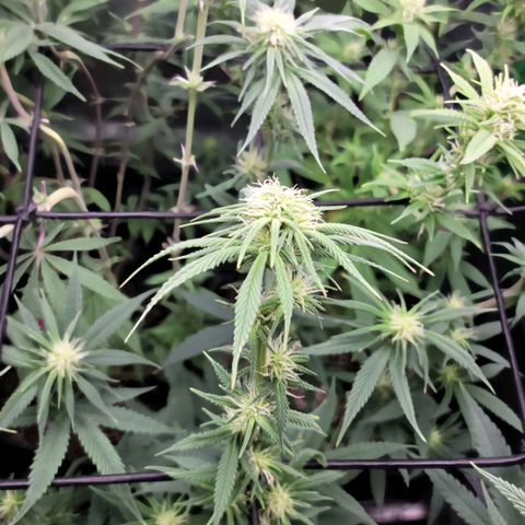 Northern Lights 1 and 2 growlog timeline photo