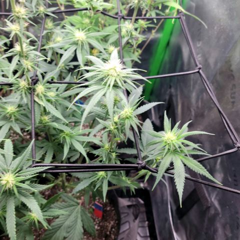 Northern Lights 1 and 2 growlog timeline photo