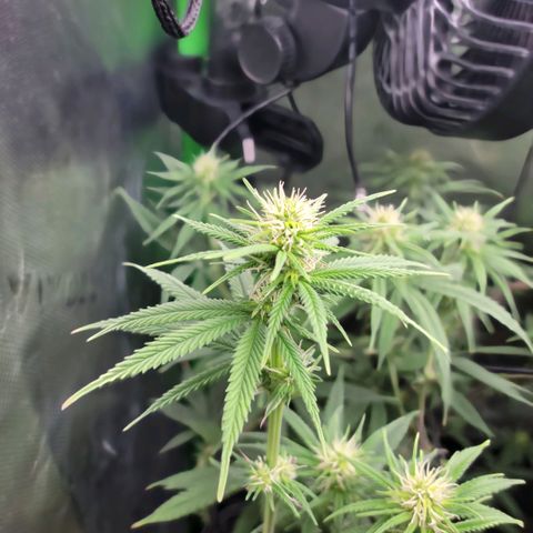 Northern Lights 1 and 2 growlog timeline photo