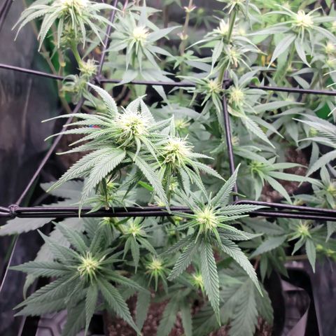 Northern Lights 1 and 2 growlog timeline photo