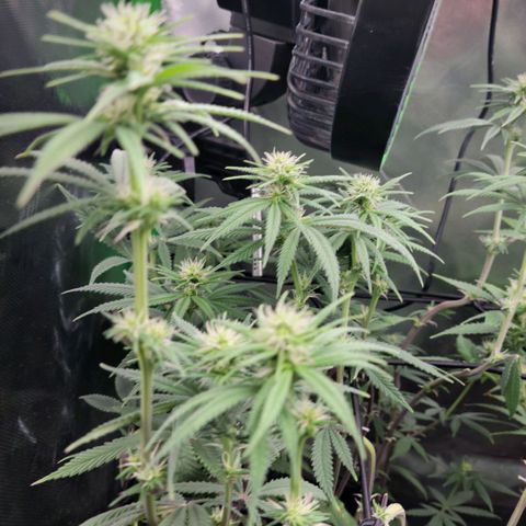 Northern Lights 1 and 2 growlog timeline photo