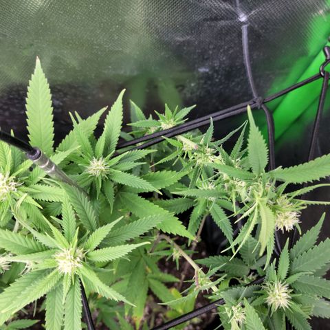 Platinum Cake growlog timeline photo