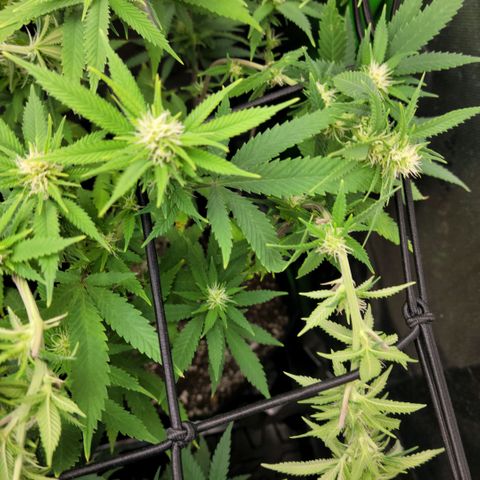 Platinum Cake growlog timeline photo