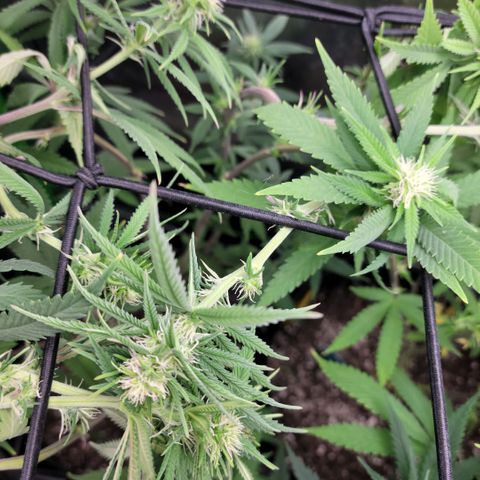 Northern Lights 1 and 2 growlog timeline photo