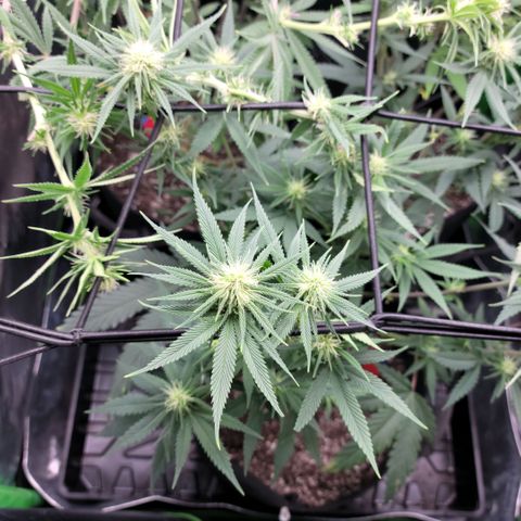 Northern Lights 1 and 2 growlog timeline photo