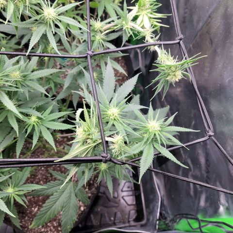 Northern Lights 1 and 2 growlog timeline photo