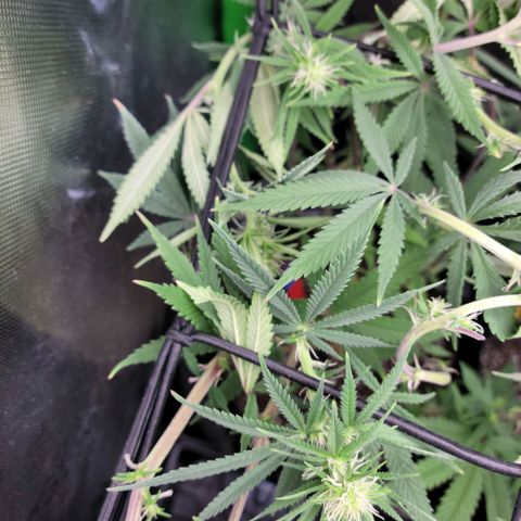 Northern Lights 1 and 2 growlog timeline photo