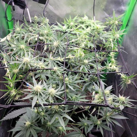 Northern Lights 1 and 2 growlog timeline photo