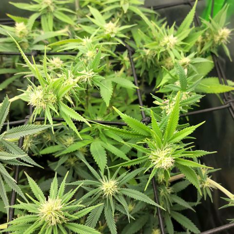 Platinum Cake growlog timeline photo