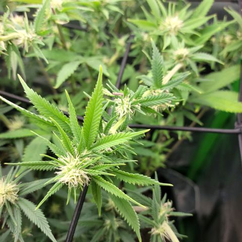 Platinum Cake growlog timeline photo