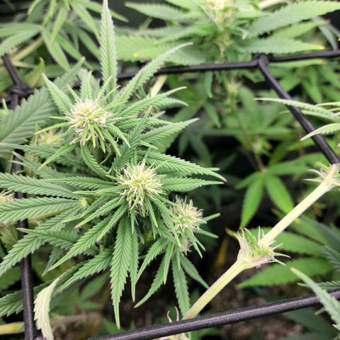 Northern Lights 1 and 2 growlog timeline photo