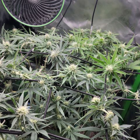 Northern Lights 1 and 2 growlog timeline photo