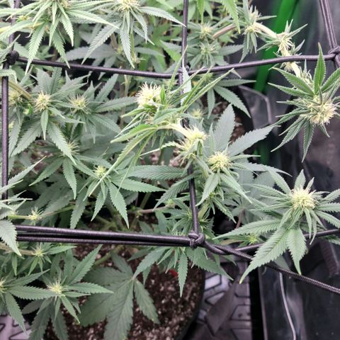 Northern Lights 1 and 2 growlog timeline photo