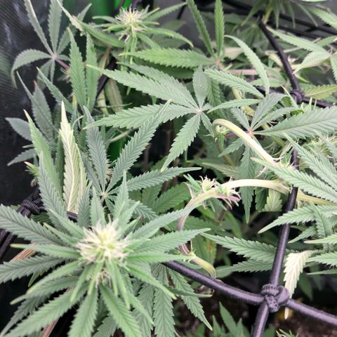 Northern Lights 1 and 2 growlog timeline photo