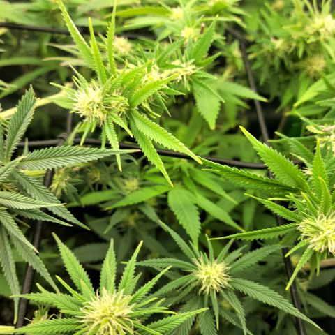 Platinum Cake growlog timeline photo