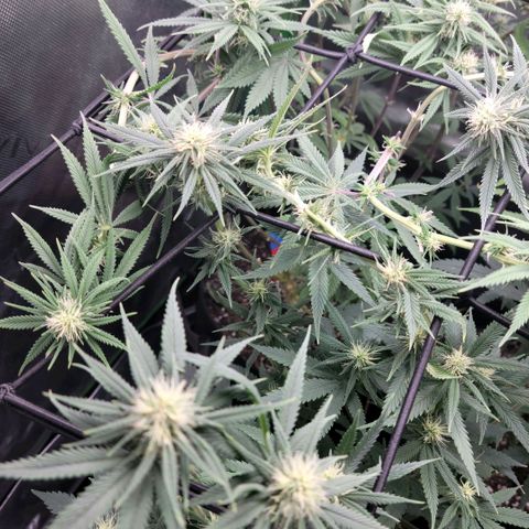 Northern Lights 1 and 2 growlog timeline photo