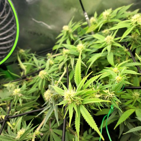 Platinum Cake growlog timeline photo