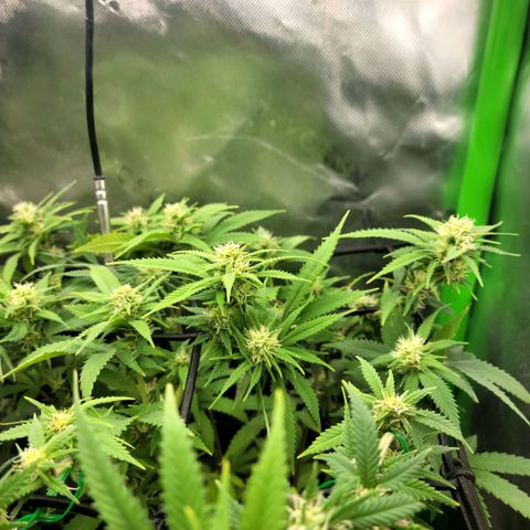 Platinum Cake growlog timeline photo