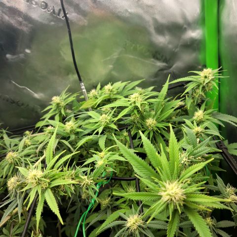 Platinum Cake growlog timeline photo