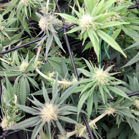 Northern Lights 1 and 2 growlog timeline photo