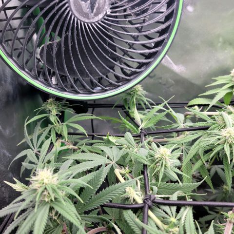 Northern Lights 1 and 2 growlog timeline photo