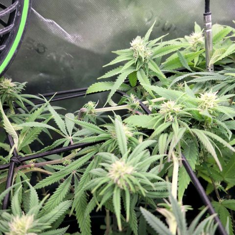 Northern Lights 1 and 2 growlog timeline photo