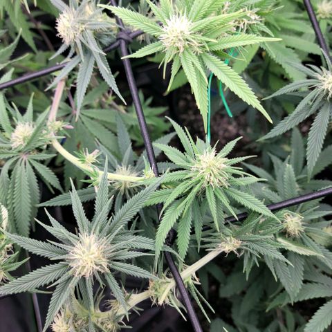 Northern Lights 1 and 2 growlog timeline photo