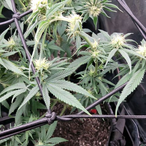 Northern Lights 1 and 2 growlog timeline photo