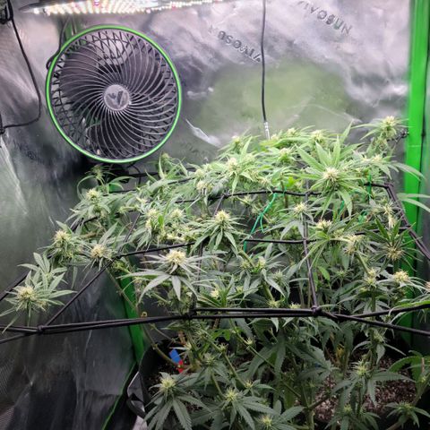 Platinum Cake growlog timeline photo