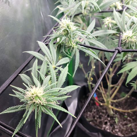 Northern Lights 1 and 2 growlog timeline photo