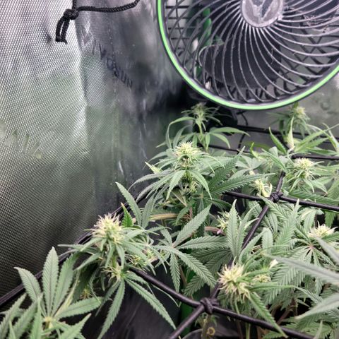 Northern Lights 1 and 2 growlog timeline photo