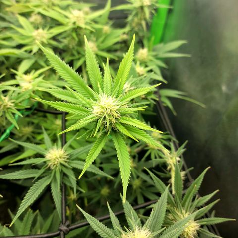 Platinum Cake growlog timeline photo