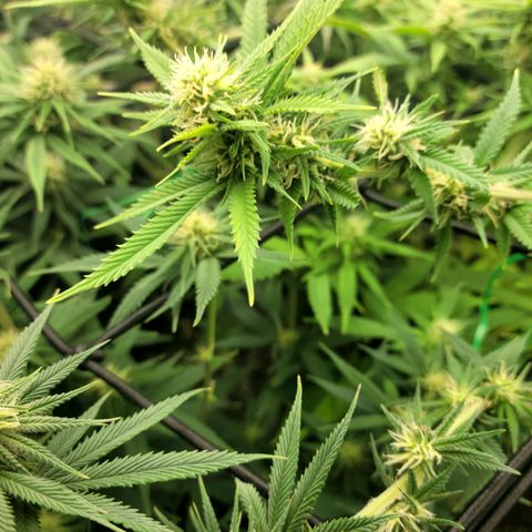 Platinum Cake growlog timeline photo