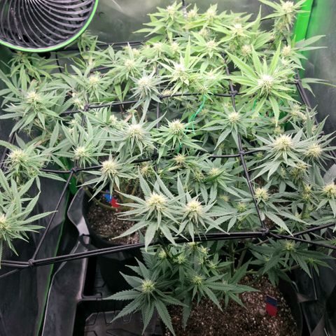 Platinum Cake growlog timeline photo