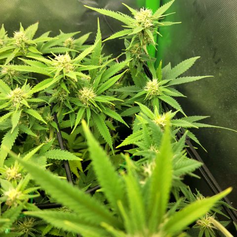 Platinum Cake growlog timeline photo