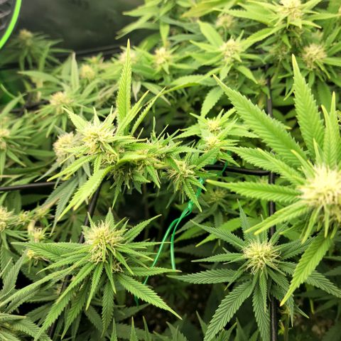 Platinum Cake growlog timeline photo