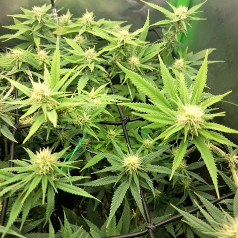 Platinum Cake growlog timeline photo