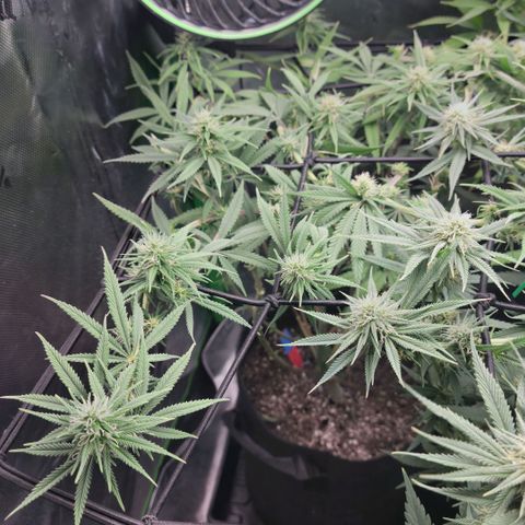 Northern Lights 1 and 2 growlog timeline photo
