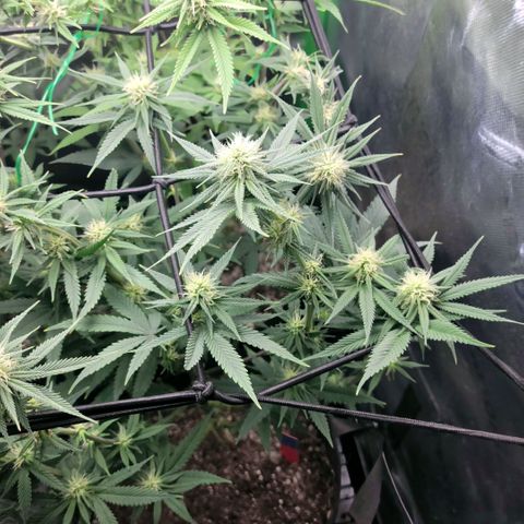 Northern Lights 1 and 2 growlog timeline photo