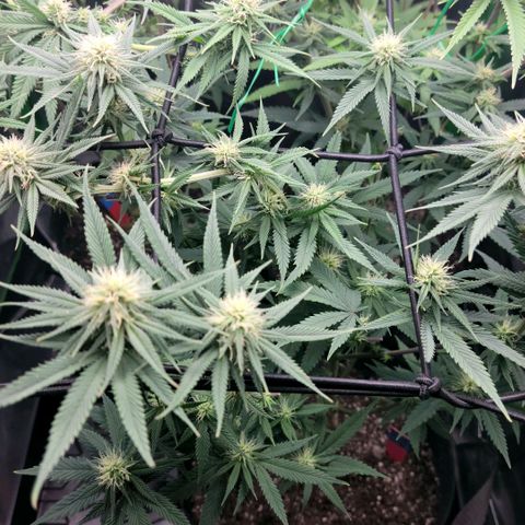 Northern Lights 1 and 2 growlog timeline photo