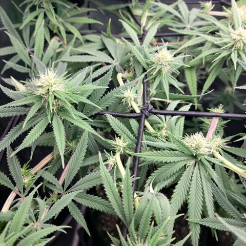 Northern Lights 1 and 2 growlog timeline photo