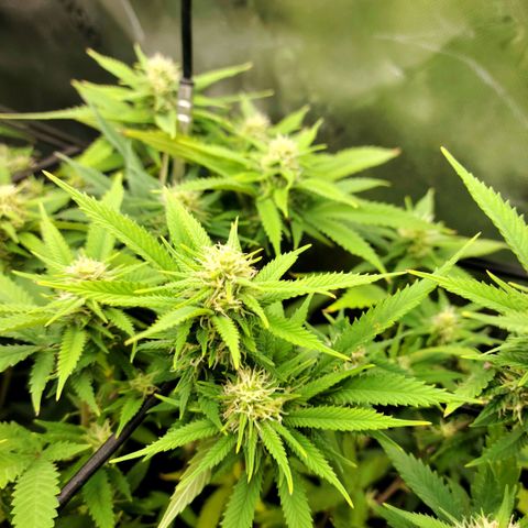 Platinum Cake growlog timeline photo