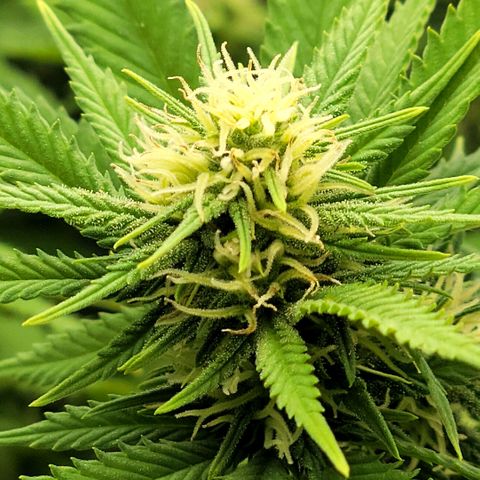 Platinum Cake growlog timeline photo